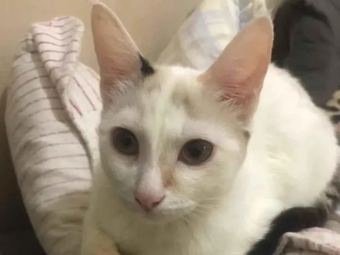 Gato ra a SRD idade 2 a 6 meses nome Marie