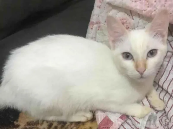 Gato ra a SRD idade 2 a 6 meses nome Ursula