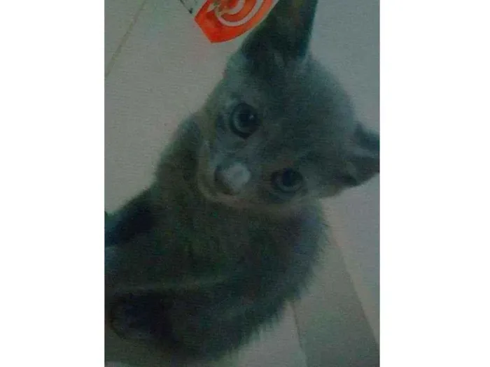 Gato ra a Sem raça idade 2 a 6 meses nome Teu