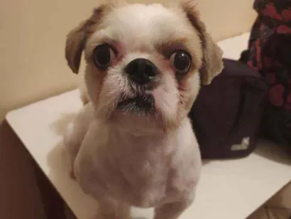 Cachorro raça Shitzu idade 1 ano nome Tito