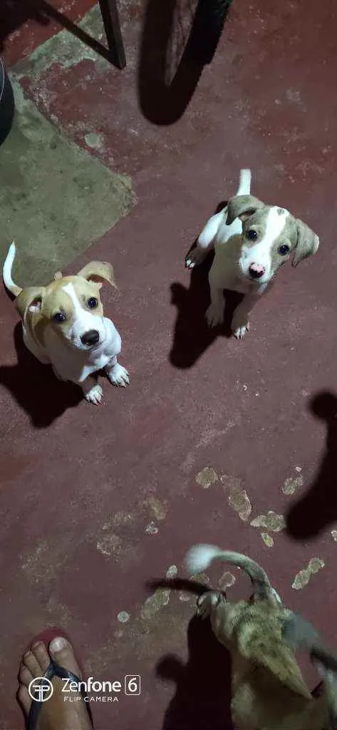 Cachorro ra a Indefinida  idade 2 a 6 meses nome Vários nomes