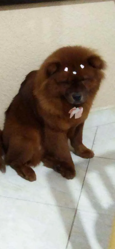 Cachorro ra a Chow Chow idade 1 ano nome Luna