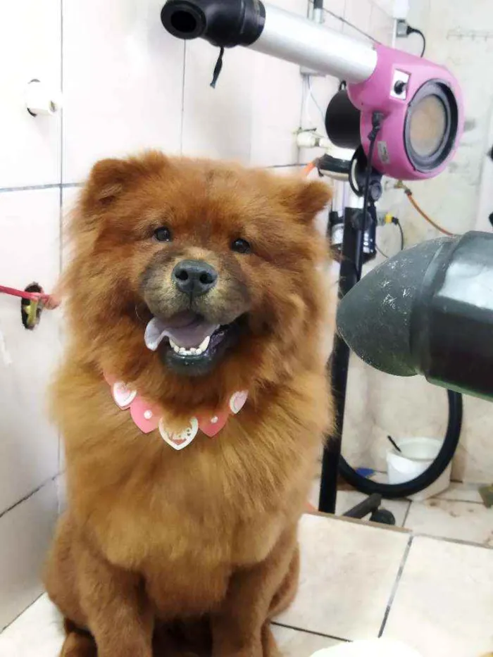 Cachorro ra a Chow Chow idade 1 ano nome Luna