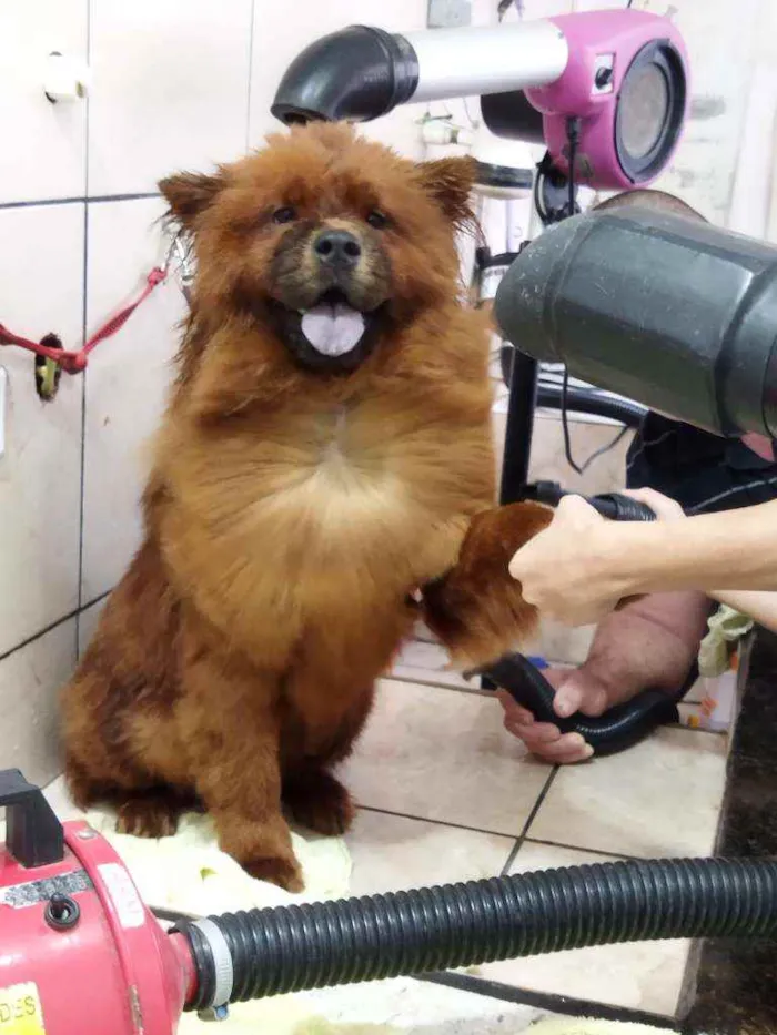 Cachorro ra a Chow Chow idade 1 ano nome Luna