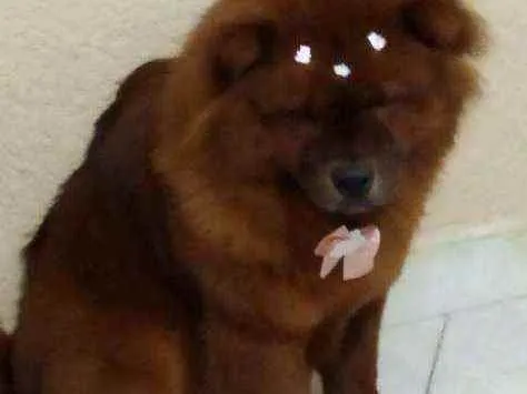 Cachorro ra a Chow Chow idade 1 ano nome Luna