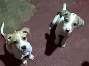 Cachorro raça Indefinida  idade 2 a 6 meses nome Vários nomes