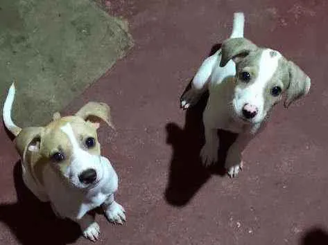 Cachorro ra a Indefinida  idade 2 a 6 meses nome Vários nomes