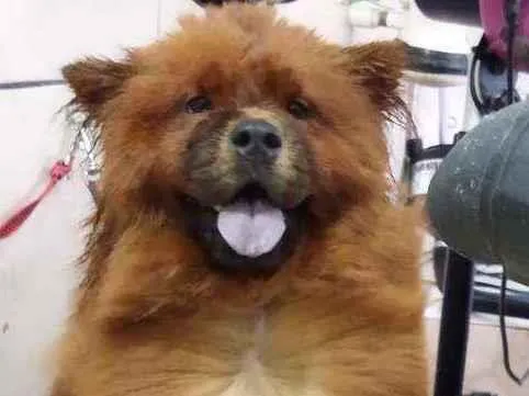 Cachorro ra a Chow Chow idade 1 ano nome Luna