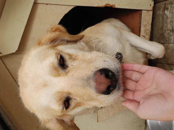 Cachorro ra a Labrador com bader coller idade 2 anos nome Moly
