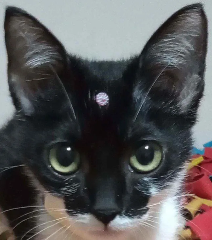 Gato raça Srd idade 2 a 6 meses nome Anita