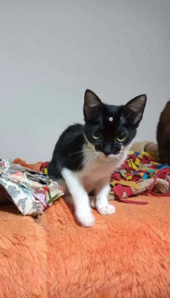 Gato raça Srd idade 2 a 6 meses nome Anita