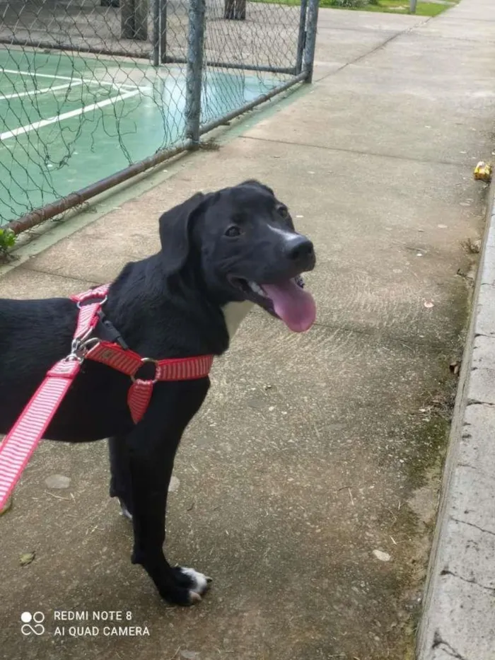 Cachorro raça SRD-ViraLata idade 7 a 11 meses nome Athena