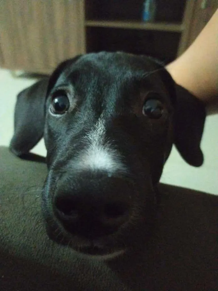 Cachorro raça SRD-ViraLata idade 7 a 11 meses nome Athena