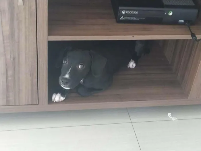 Cachorro raça SRD-ViraLata idade 7 a 11 meses nome Athena
