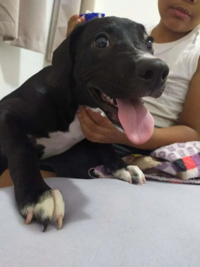 Cachorro raça SRD-ViraLata idade 7 a 11 meses nome Athena