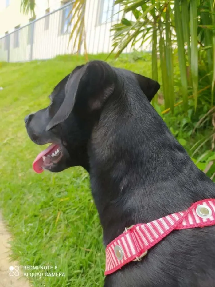 Cachorro raça SRD-ViraLata idade 7 a 11 meses nome Athena
