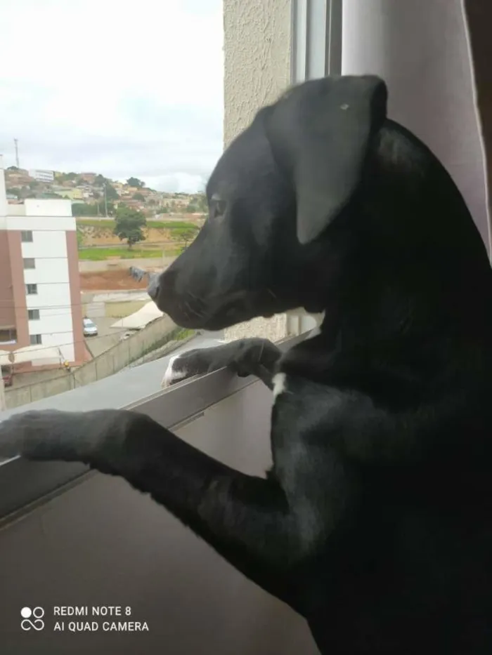 Cachorro raça SRD-ViraLata idade 7 a 11 meses nome Athena