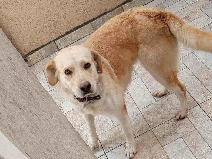 Cachorro ra a Labrador com bader coller idade 2 anos nome Moly