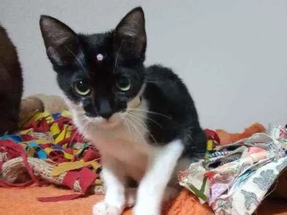 Gato raça Srd idade 2 a 6 meses nome Anita