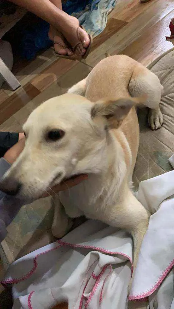 Cachorro ra a Parece de raça  idade 1 ano nome Não sei