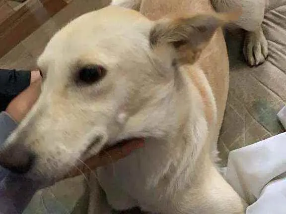 Cachorro ra a Parece de raça  idade 1 ano nome Não sei