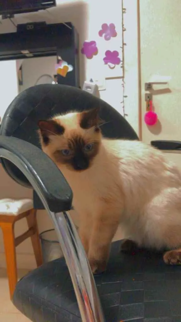 Gato raça ciameis idade 2 a 6 meses nome Mya