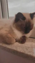 Mya