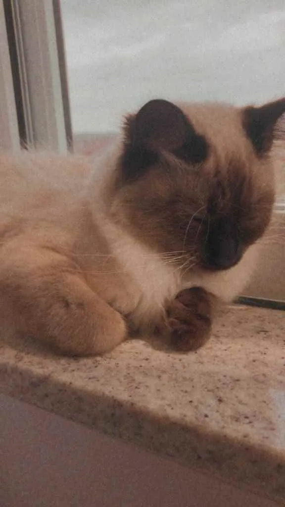 Gato raça ciameis idade 2 a 6 meses nome Mya
