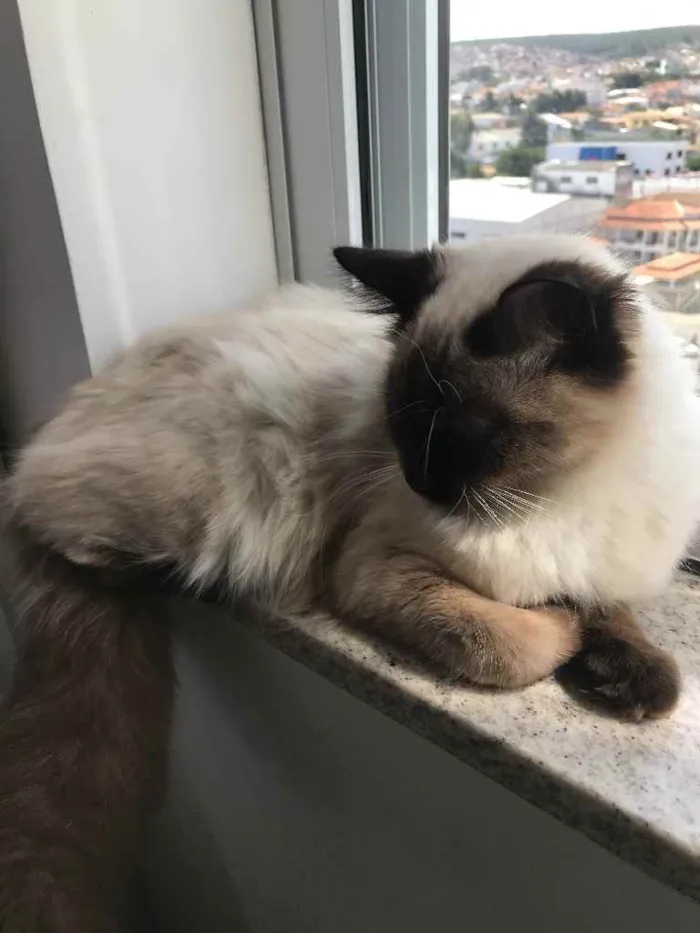 Gato raça ciameis idade 2 a 6 meses nome Mya