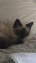 Mya
