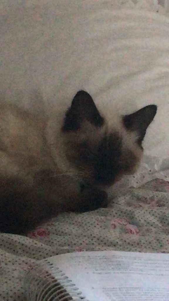 Gato raça ciameis idade 2 a 6 meses nome Mya
