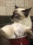 Mya
