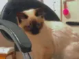 Mya