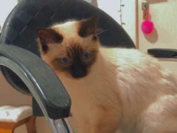 Gato raça ciameis idade 2 a 6 meses nome Mya