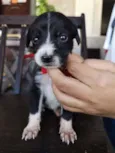 Cacau