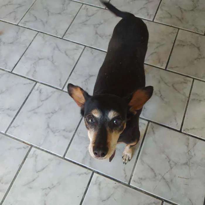 Cachorro ra a Sem raça idade 5 anos nome Nina