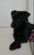 Filhotinho
