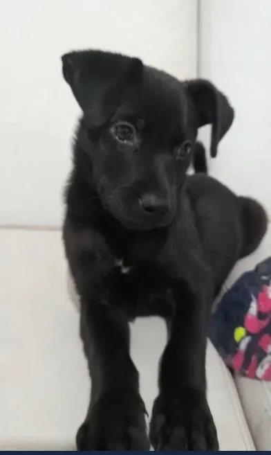 Cachorro ra a srd idade Abaixo de 2 meses nome Filhotinho
