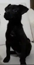 Filhotinho
