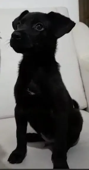 Cachorro ra a srd idade Abaixo de 2 meses nome Filhotinho
