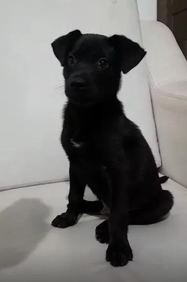 Cachorro ra a srd idade Abaixo de 2 meses nome Filhotinho