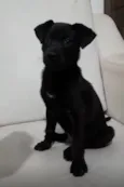 Filhotinho