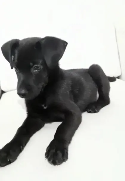 Cachorro ra a srd idade Abaixo de 2 meses nome Filhotinho