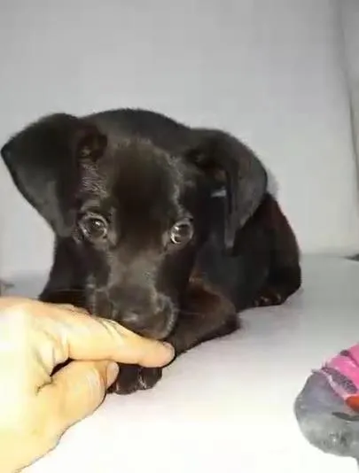 Cachorro ra a srd idade Abaixo de 2 meses nome Filhotinho