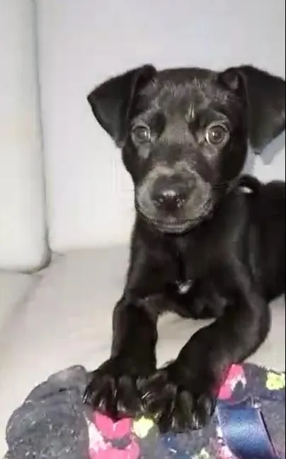 Cachorro ra a srd idade Abaixo de 2 meses nome Filhotinho