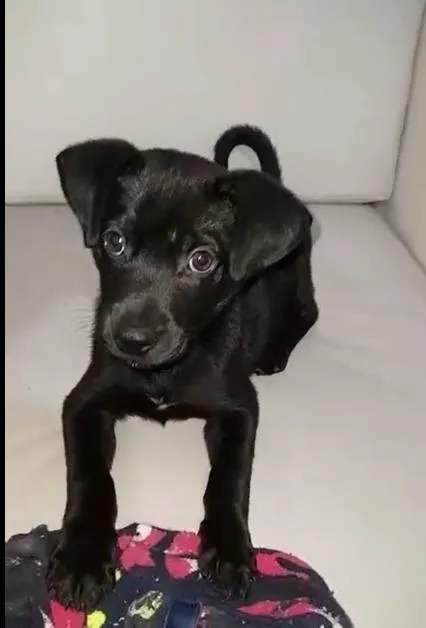Cachorro ra a srd idade Abaixo de 2 meses nome Filhotinho