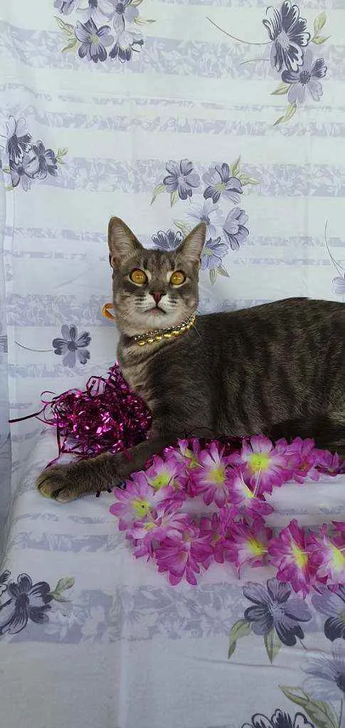 Gato ra a SRD idade 1 ano nome HOPE 