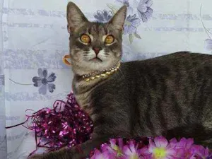 Gato raça SRD idade 1 ano nome HOPE 