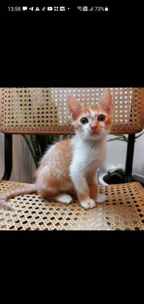 Gato ra a SRD idade 2 a 6 meses nome LELO