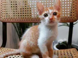 Gato raça SRD idade 2 a 6 meses nome LELO
